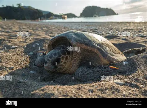 A female sea turtle lays eggs in a nest on the beach