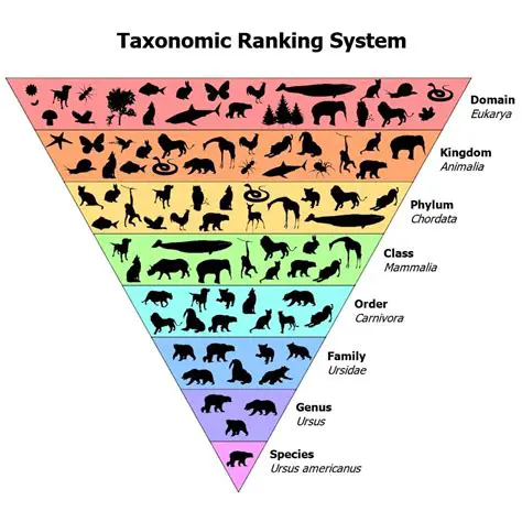 Analyzing the Body Mass of Different Animal Classes