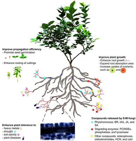 Arbuscula mycorrhizal fungi and plant growth