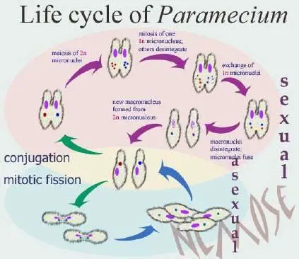 Asexual Reproduction in Paramecium