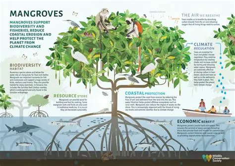 Benefits of Mangrove Leaves Classification