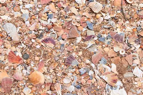 Benefits of Using Shell Picture
