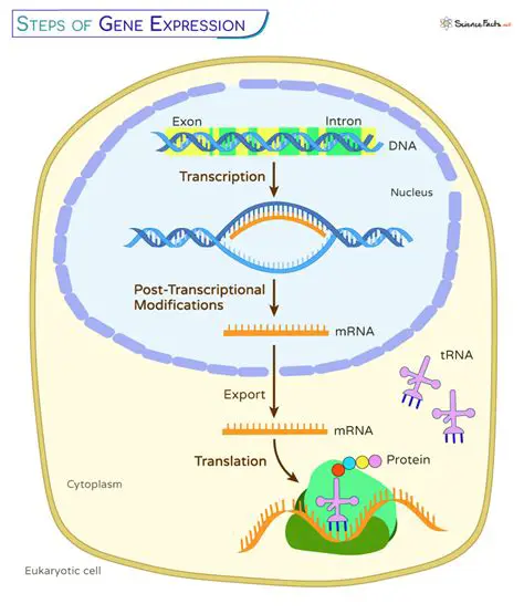Biology of Gene Expression