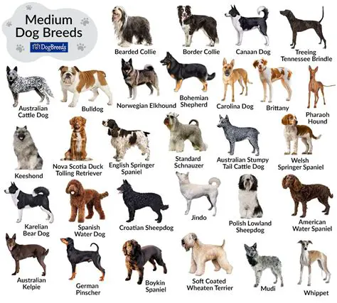 Breed 1 is heavier than Breed 2