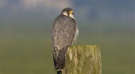 Buizerd: Een Fascinerende Roofvogel van Nederland