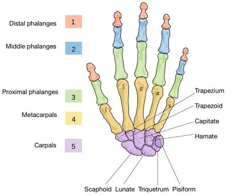 Calculating the Total Number of Bones in the Hand