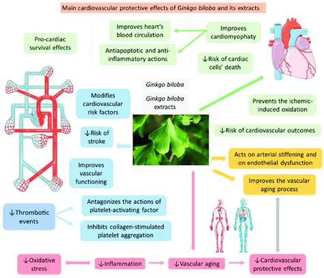 Cardiovascular protective effects
