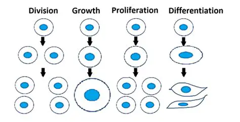 Cell Differentiation and Proliferation