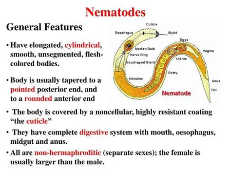 Characteristics of Nematodes