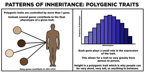 Characteristics of Polygenic Traits