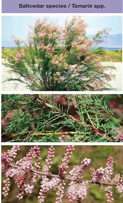 Characteristics of the Saltcedar Species