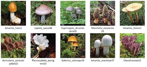 Classification of Mushrooms