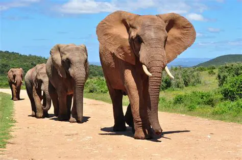 Como os Elefantes Africanos Carregam Tamanha Massa