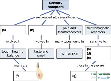Comparison with Other Sensory Receptors
