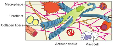 Composition of Areolar Tissue