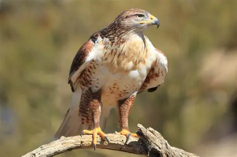Desert Hawk Official Website