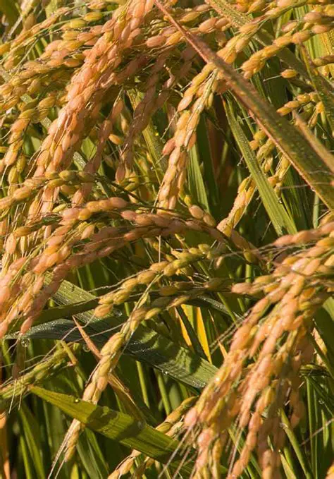Design policies that support the increase in rice production
