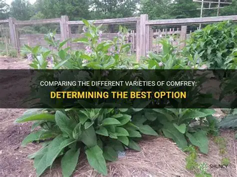 Determining the Best Option