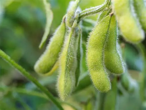 Edamame Plant Adaptation Test in North Sumatra