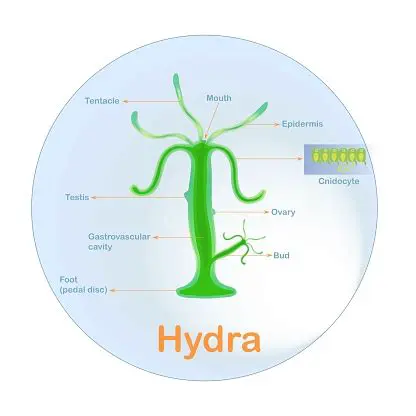 Estructura muscular de la hidra