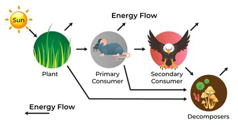 Examples of Energy Flow in Ecosystems