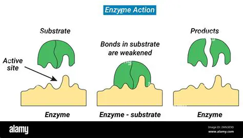 Examples of Substrates in Art