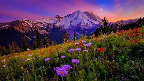 Experience the Beauty of Summer Meadows