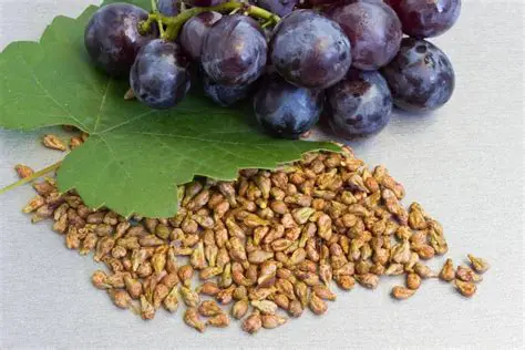 Extraction of Red Grape Seeds