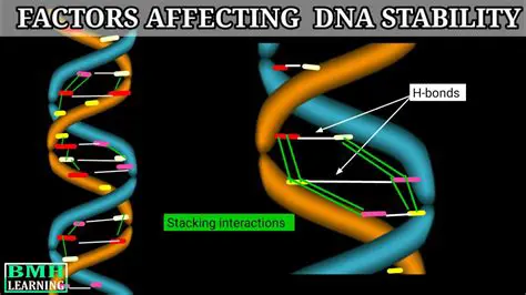Factors Affecting DNA Stability