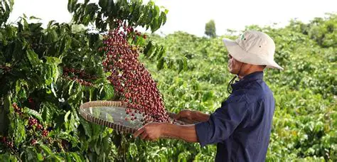 Factors that Influence the Productivity of Coffee Farming