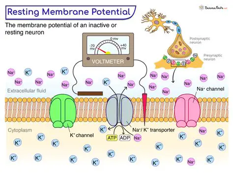 Factors that Influence the Resting Membrane Potential