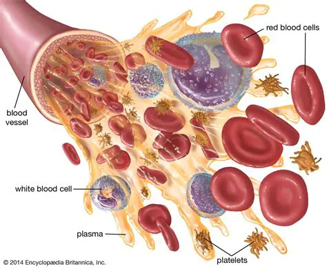 Frequently Asked Questions About Platelets