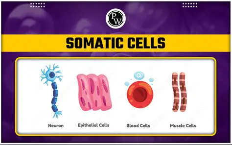 Frequently Asked Questions About Somatic Stem Cells and Organ Regeneration