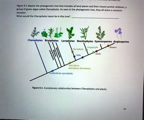 Frequently Asked Questions about the Chlorophyta and Charophyta Groups