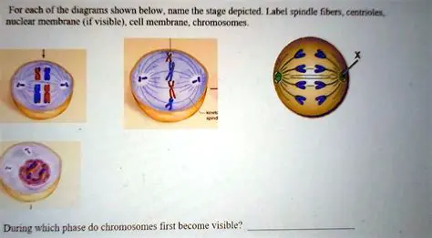 Frequently Asked Questions About the Nuclear Membrane and Chromosomes