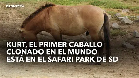 Fuerza Aplicada por el Primer Caballo
