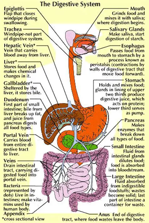 Function of the Digestive System
