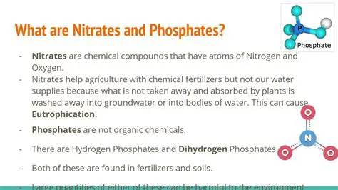 Functions of Nitrates and Phosphates