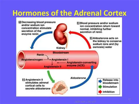 Functions of the Adrenal Cortex