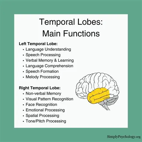 Functions of the Temporal Lobe
