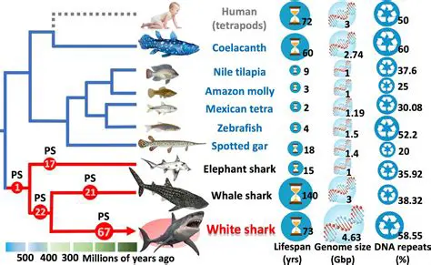 Genetic Stability in Sharks