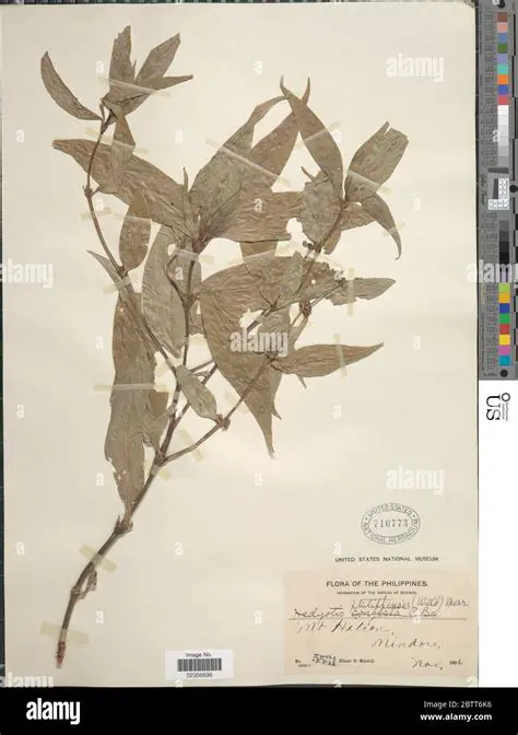 Hedyothis Philippensis Merr