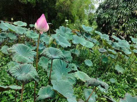 Hewan yang Ditemukan di Kebun Raya Purwodadi