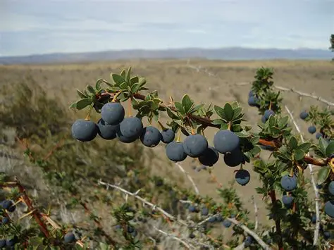 Historia del dulce de calafate