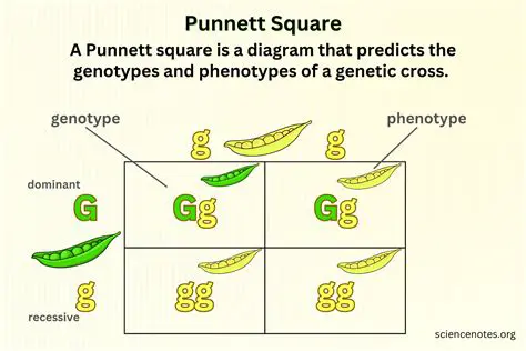 How to Create a Punnett Square