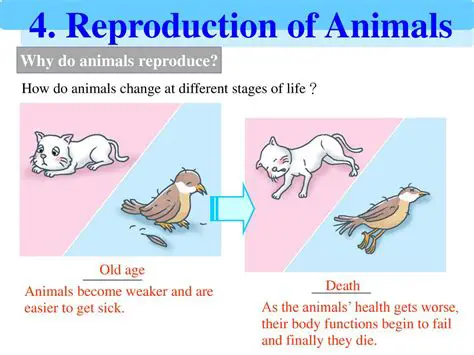 How to Reproduce the Crash
