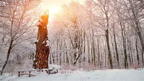 Immerse Yourself in a Winter Wonderland Adventure