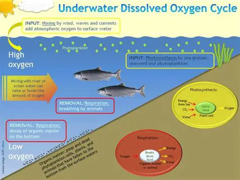 Importance of Dissolved Oxygen in Aquatic Ecosystems