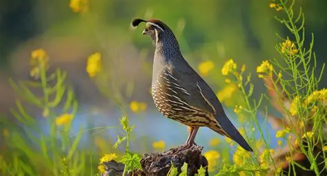 Improving the performance of quail birds