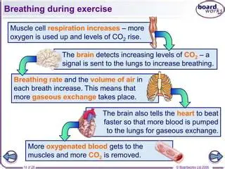 Increased Breathing and Heart Rate